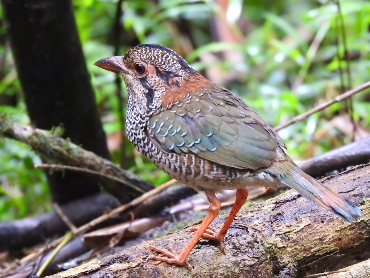 Scaly Ground-Roller - ML639702586