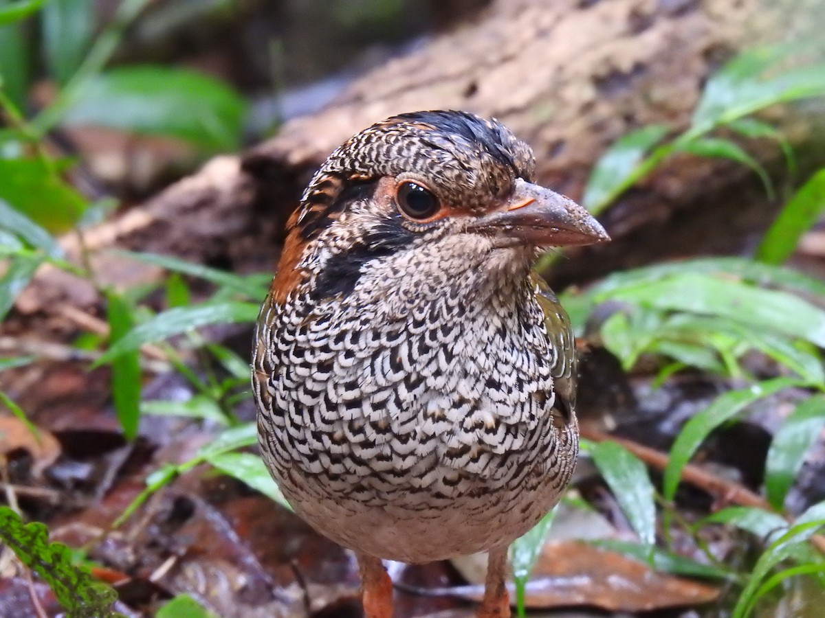 Scaly Ground-Roller - ML639702587