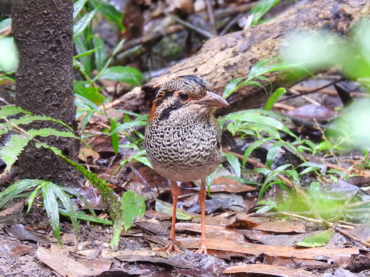 Scaly Ground-Roller - ML639702588