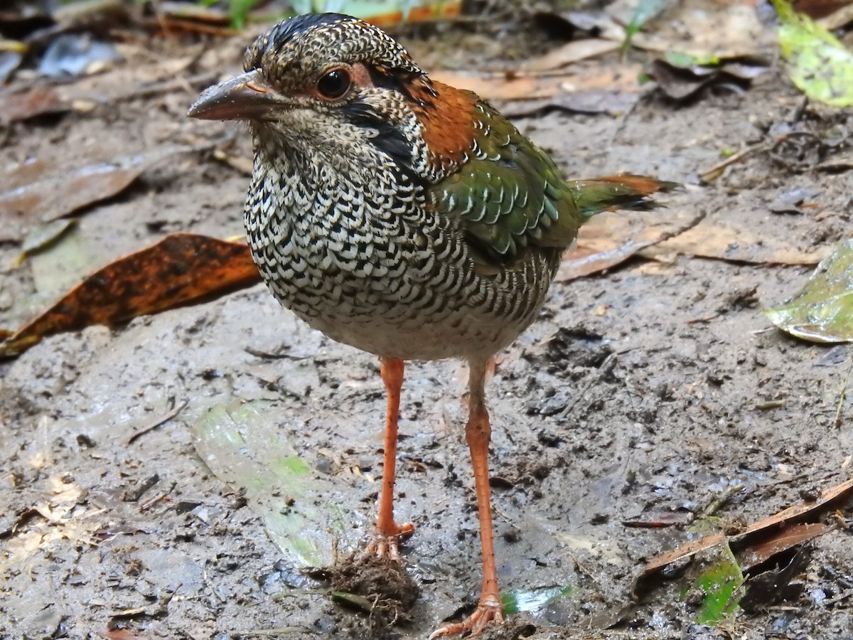 Scaly Ground-Roller - ML639702589