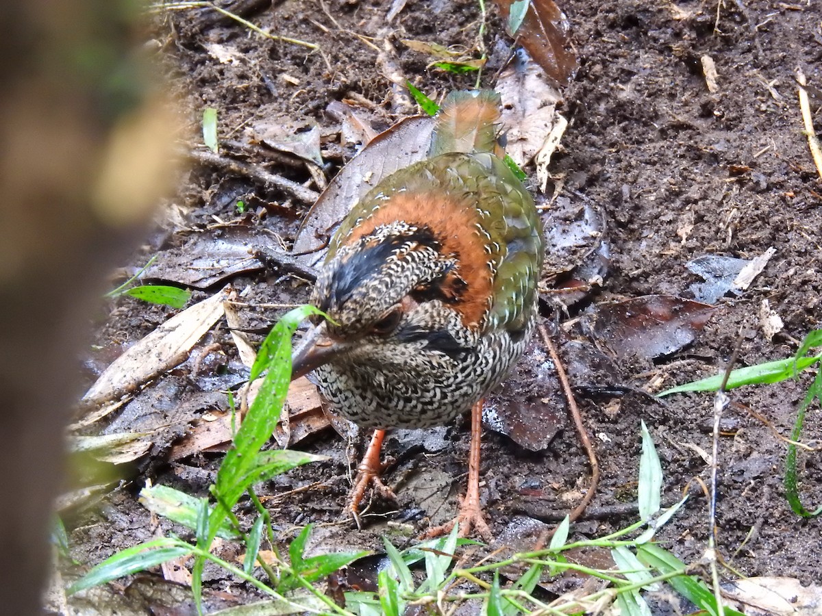 Scaly Ground-Roller - ML639702592