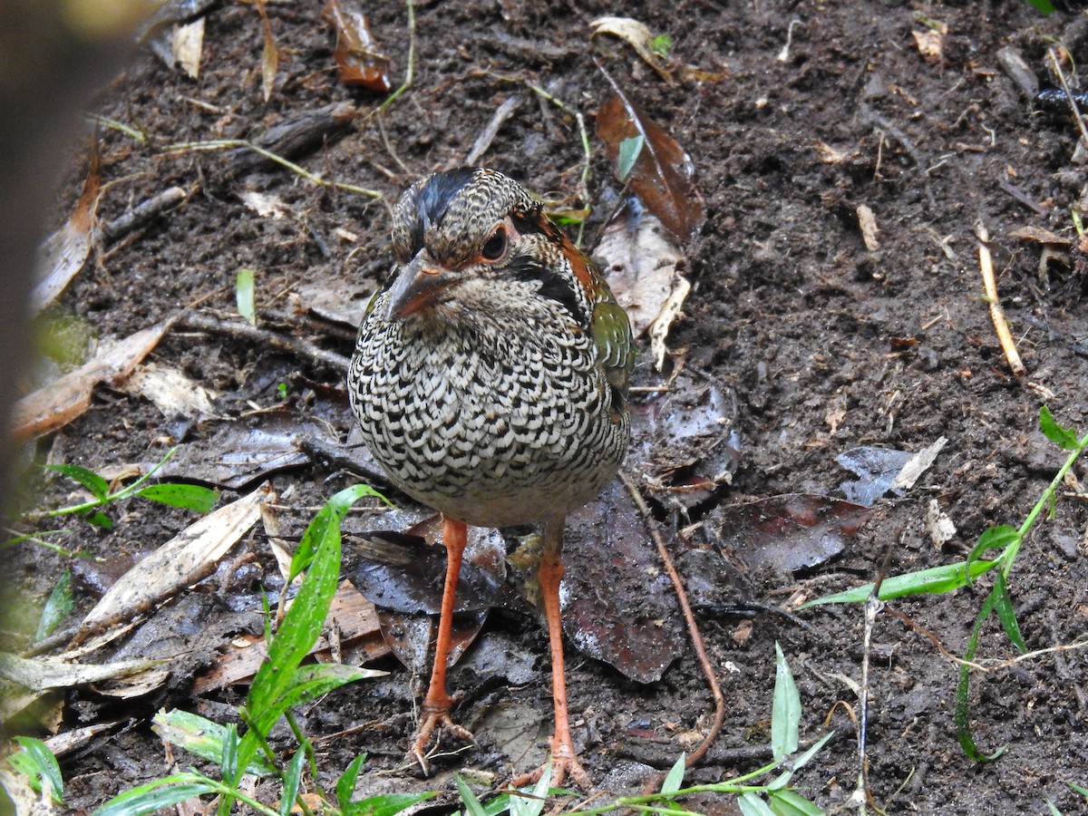 Scaly Ground-Roller - ML639702593
