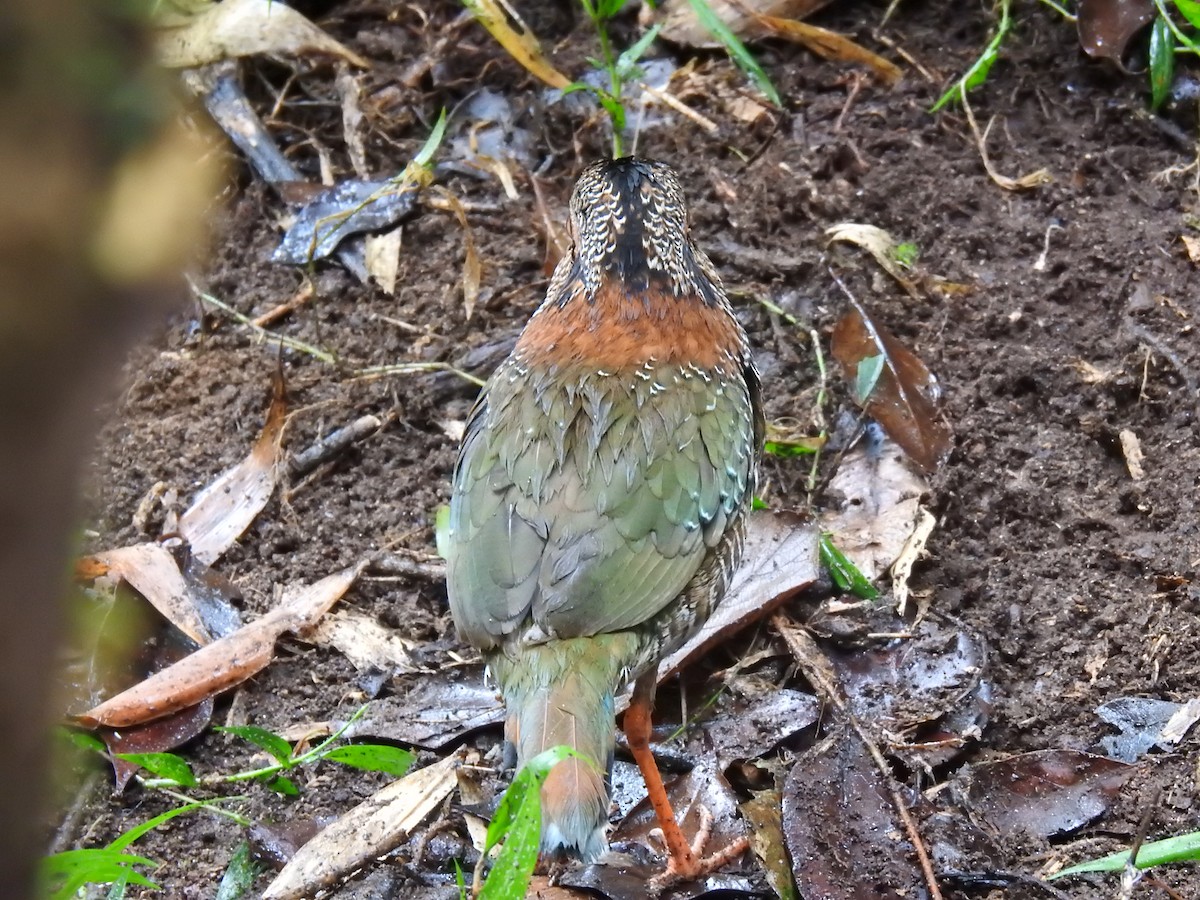 Scaly Ground-Roller - ML639702594