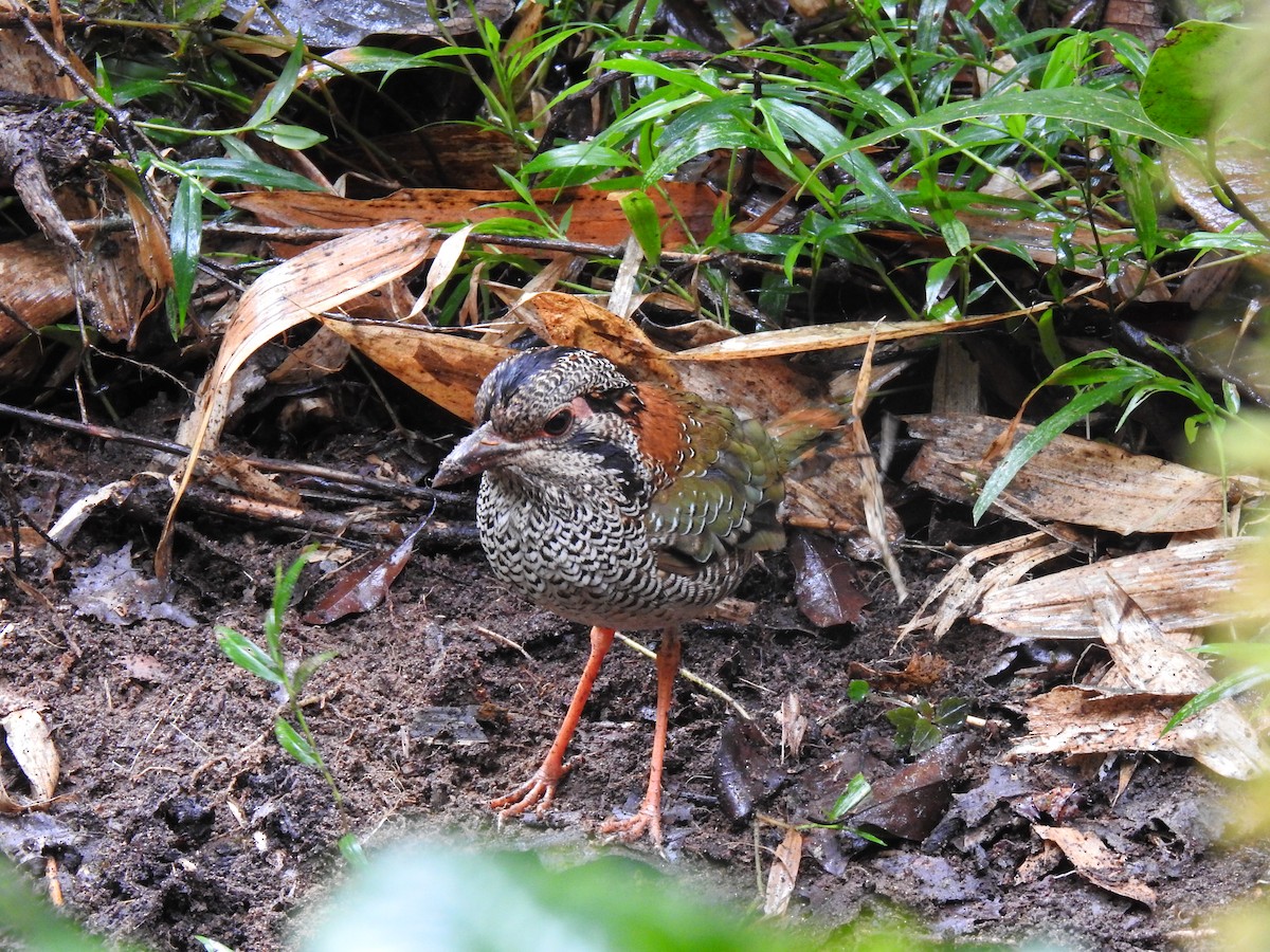 Scaly Ground-Roller - ML639702595
