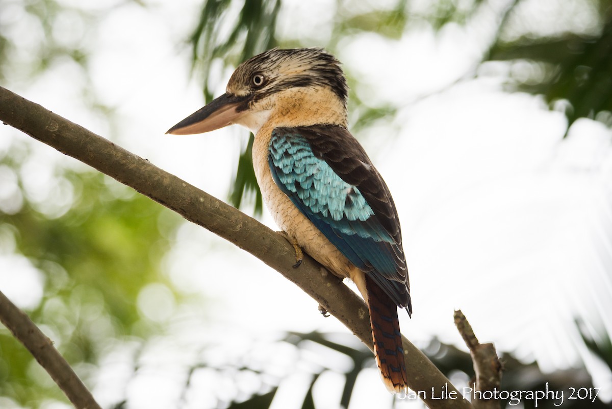 Blue-winged Kookaburra - Jan Lile