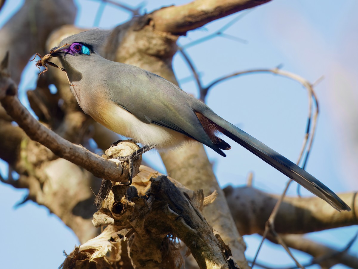 Crested Coua - ML639702632