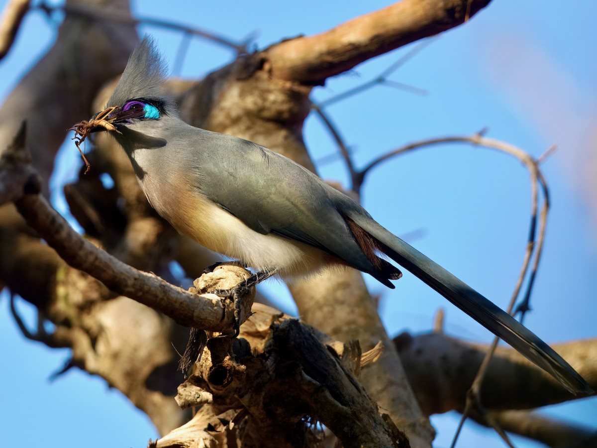 Crested Coua - ML639702640