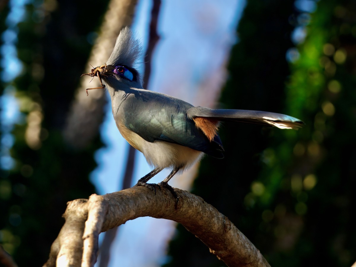 Crested Coua - ML639702641