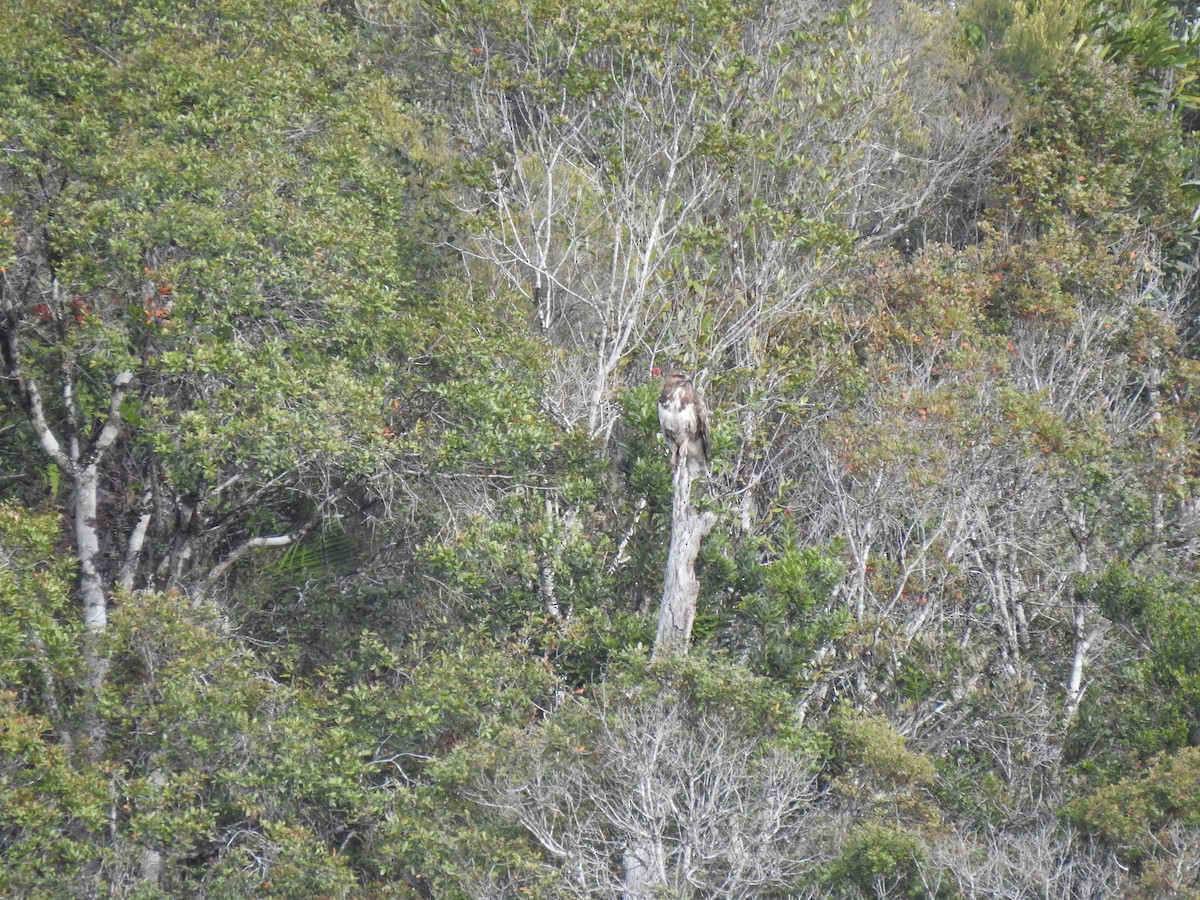 Madagaskar Bazası - ML639702651