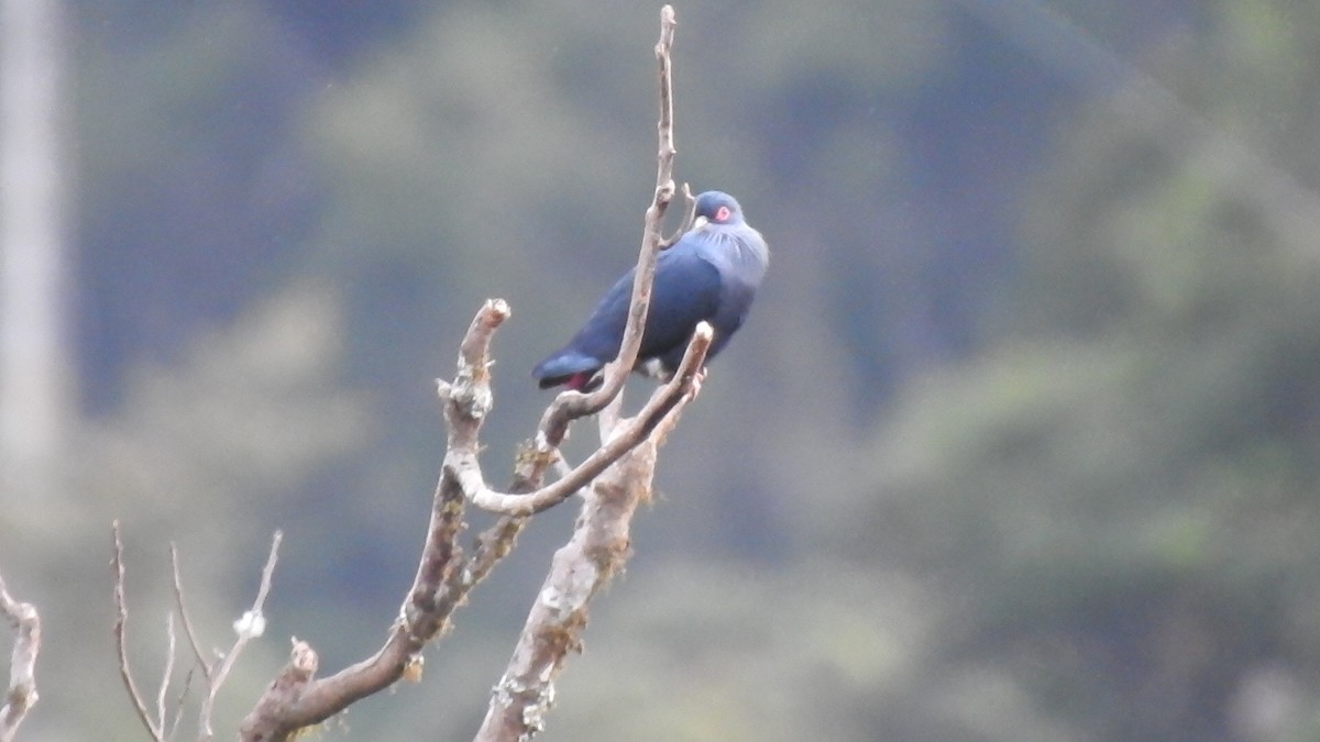 Madagascar Blue-Pigeon - ML639702676