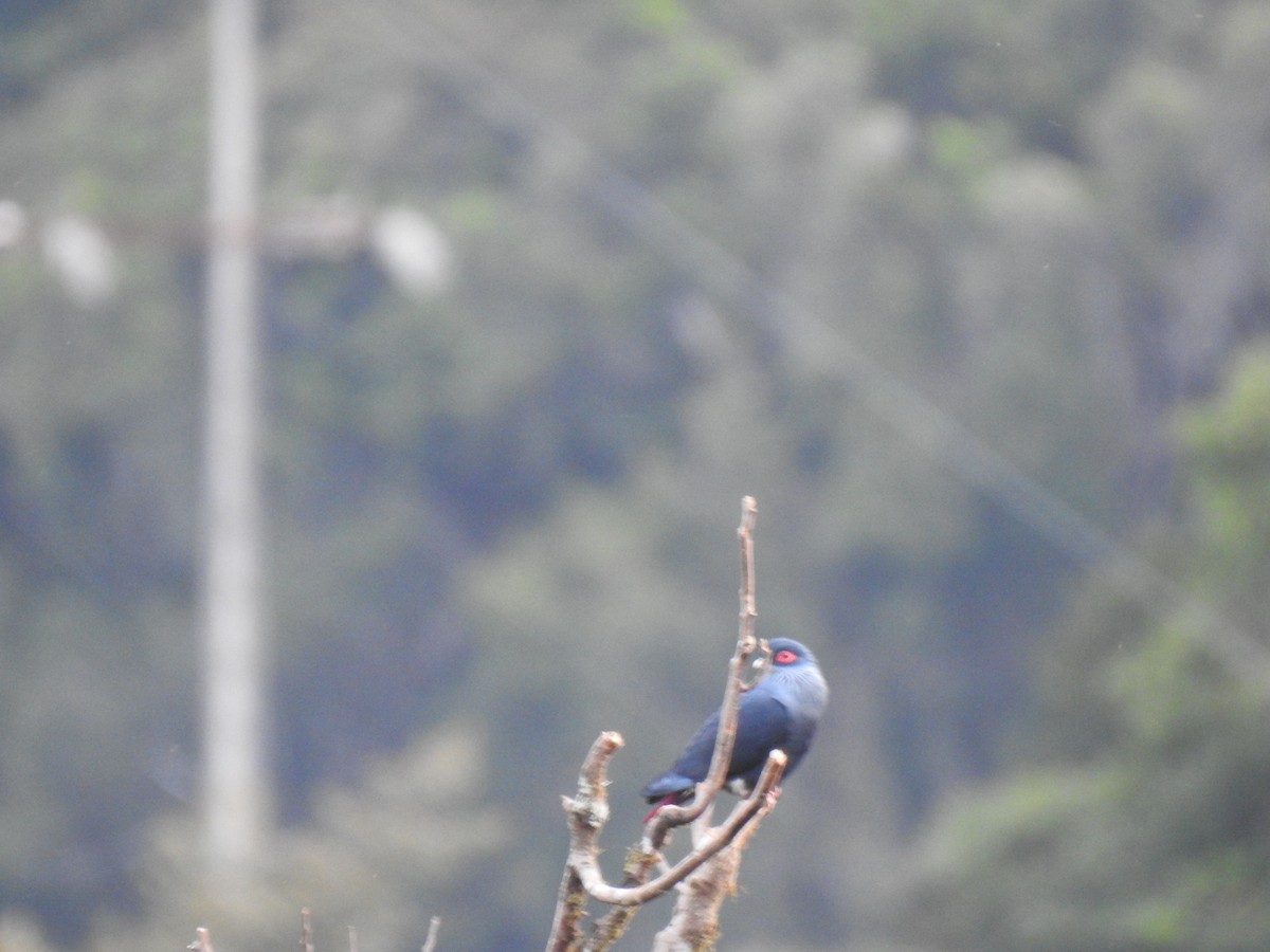 Madagascar Blue-Pigeon - ML639702678