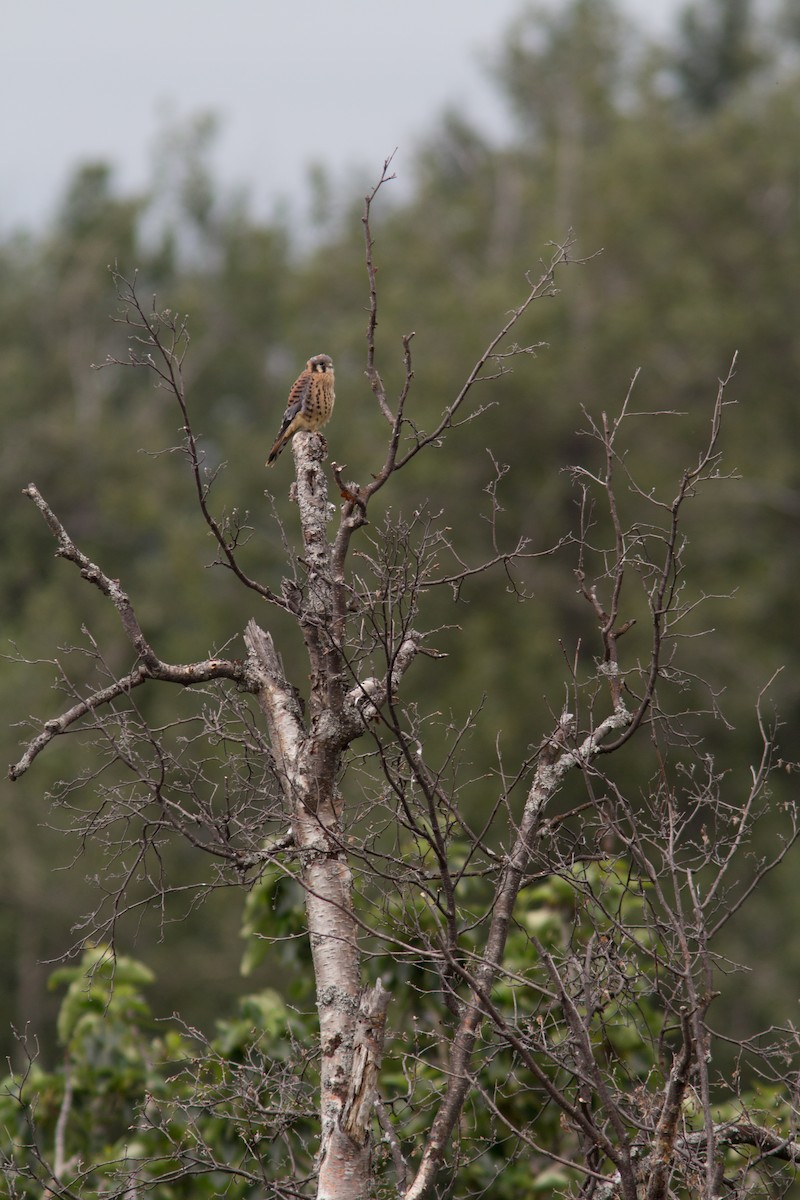 American Kestrel - Justin Saunders