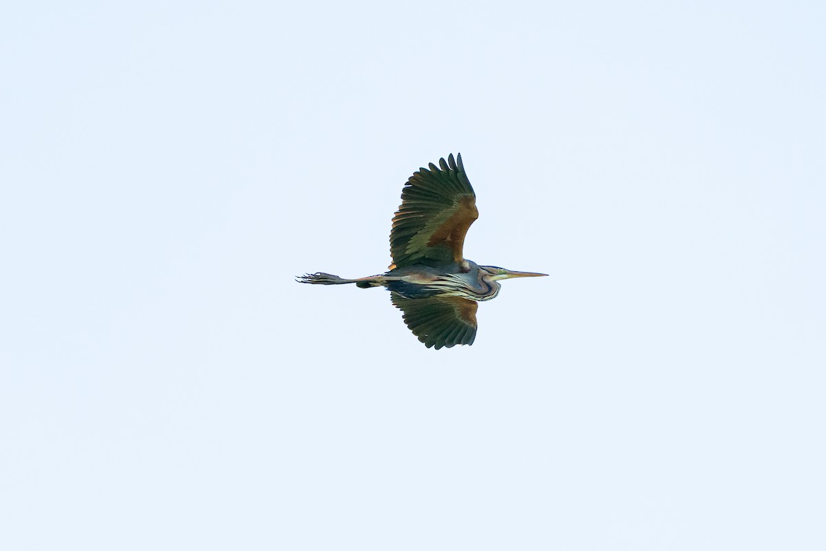 Purple Heron - ML639702711