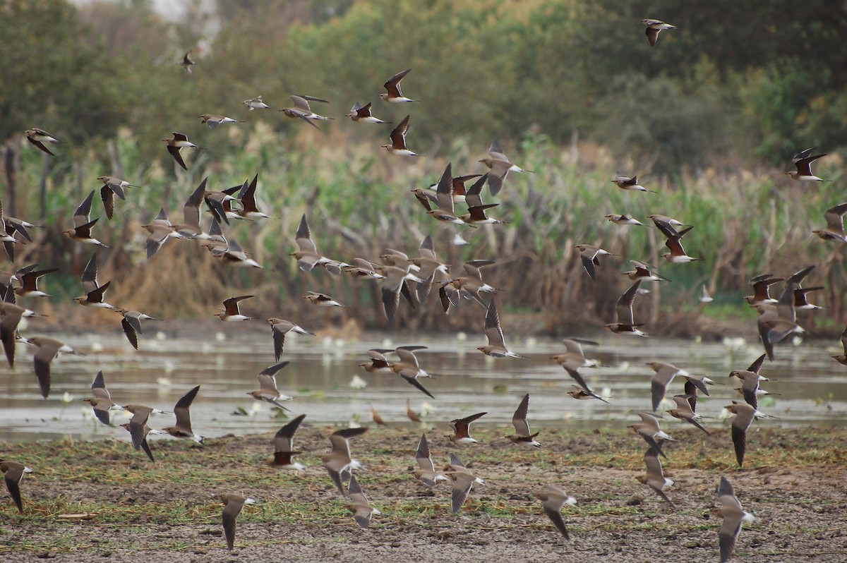 Collared Pratincole - ML639702735