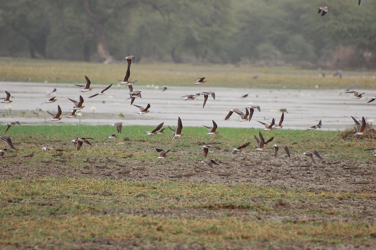 Collared Pratincole - ML639702736