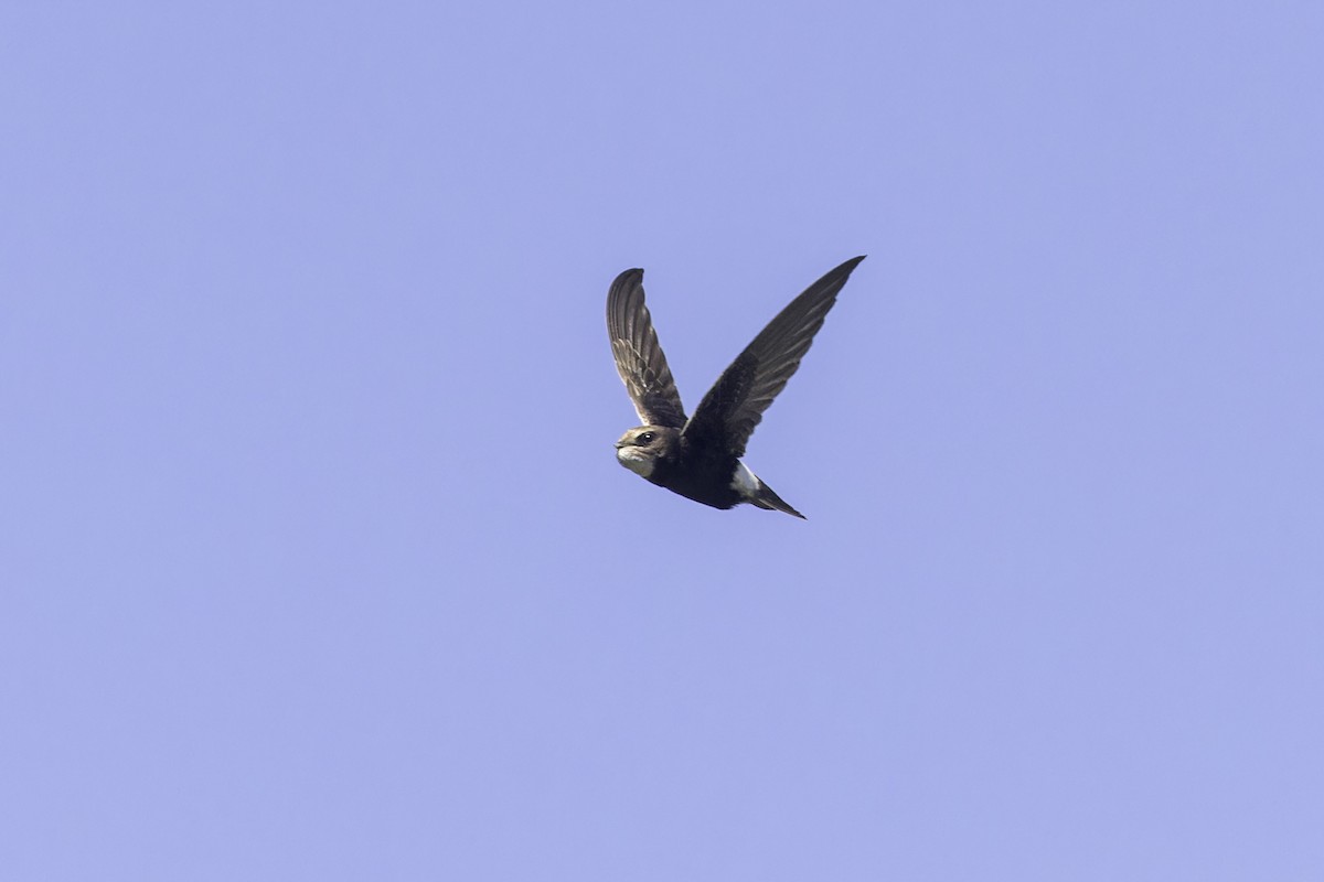 Little Swift - ML639702770