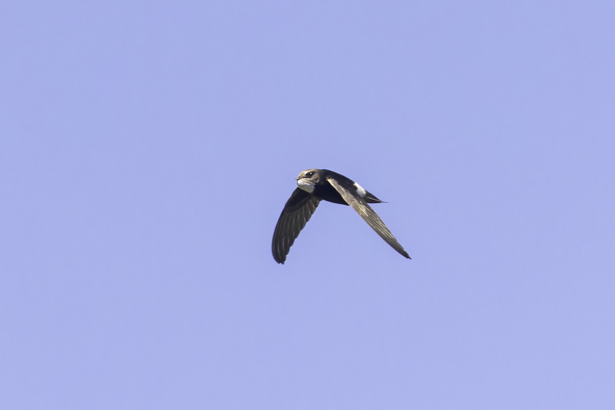 Little Swift - ML639702771