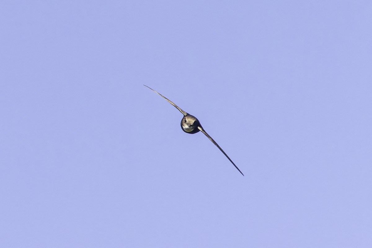 Little Swift - ML639702772