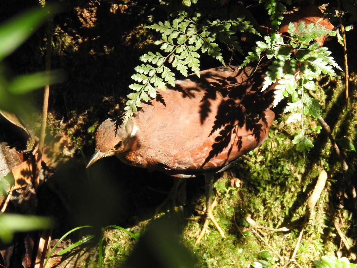 Mesito Unicolor - ML639702793