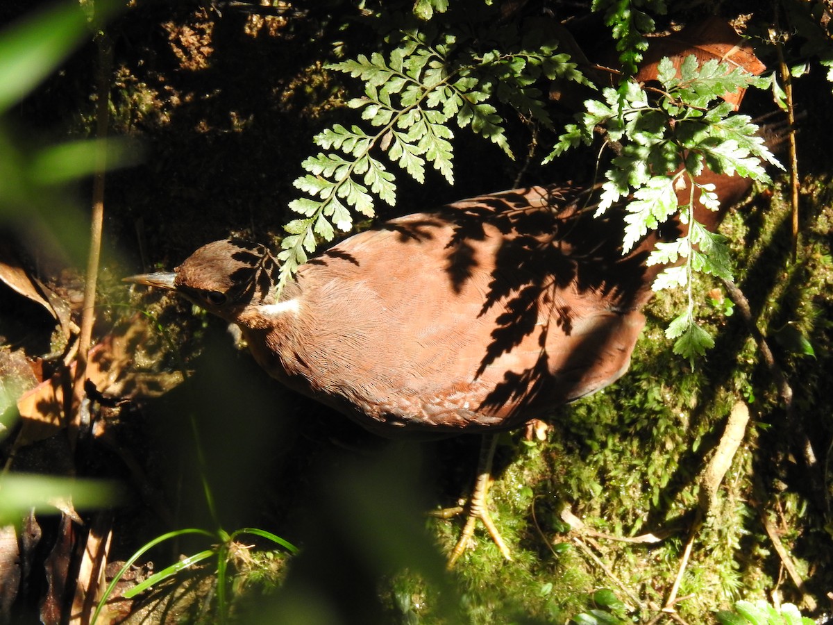 Mesito Unicolor - ML639702794