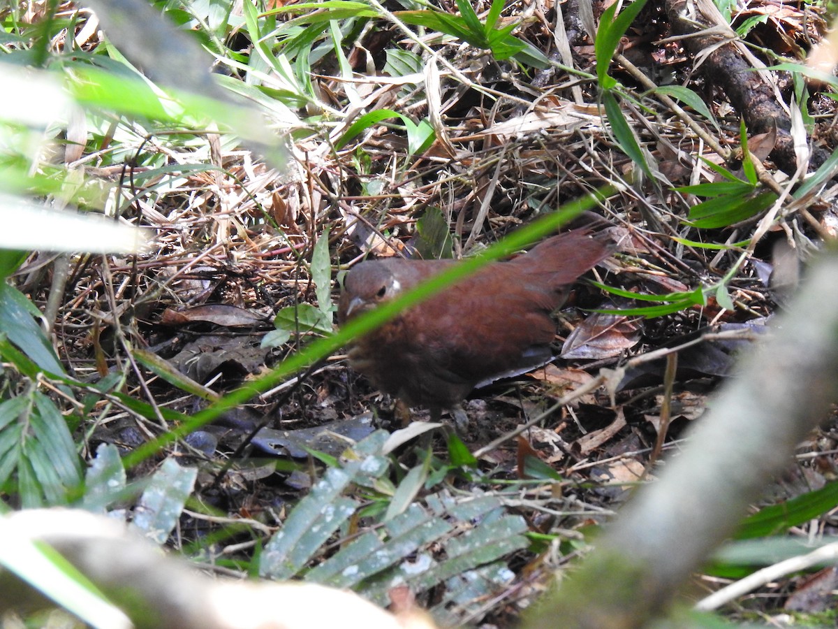 Mesito Unicolor - ML639702797