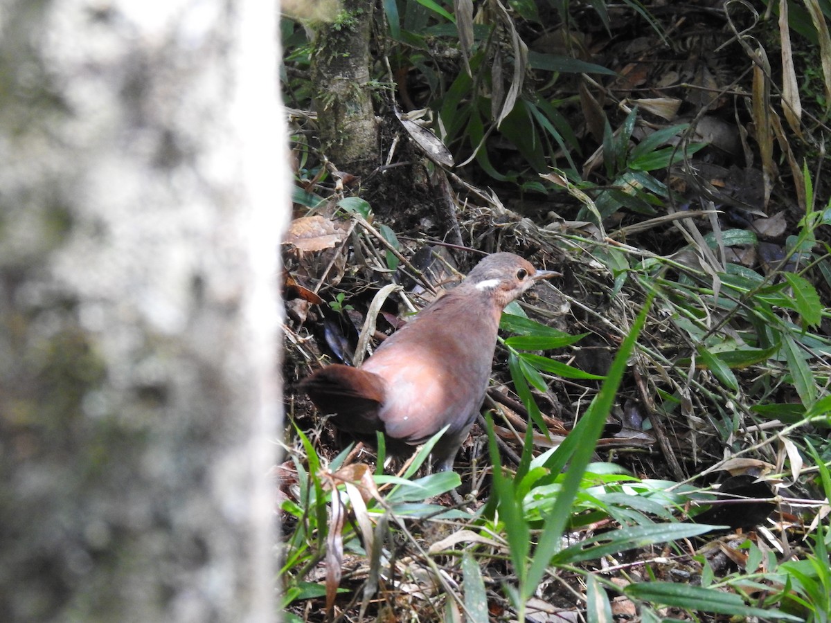 Mesito Unicolor - ML639702799