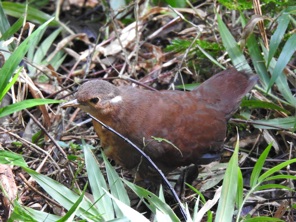 Mesito Unicolor - ML639702801
