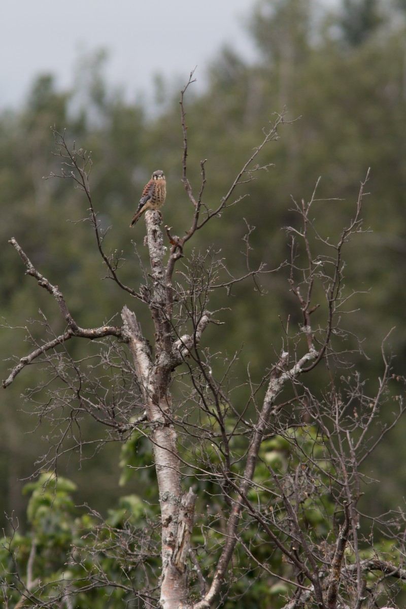 American Kestrel - Justin Saunders