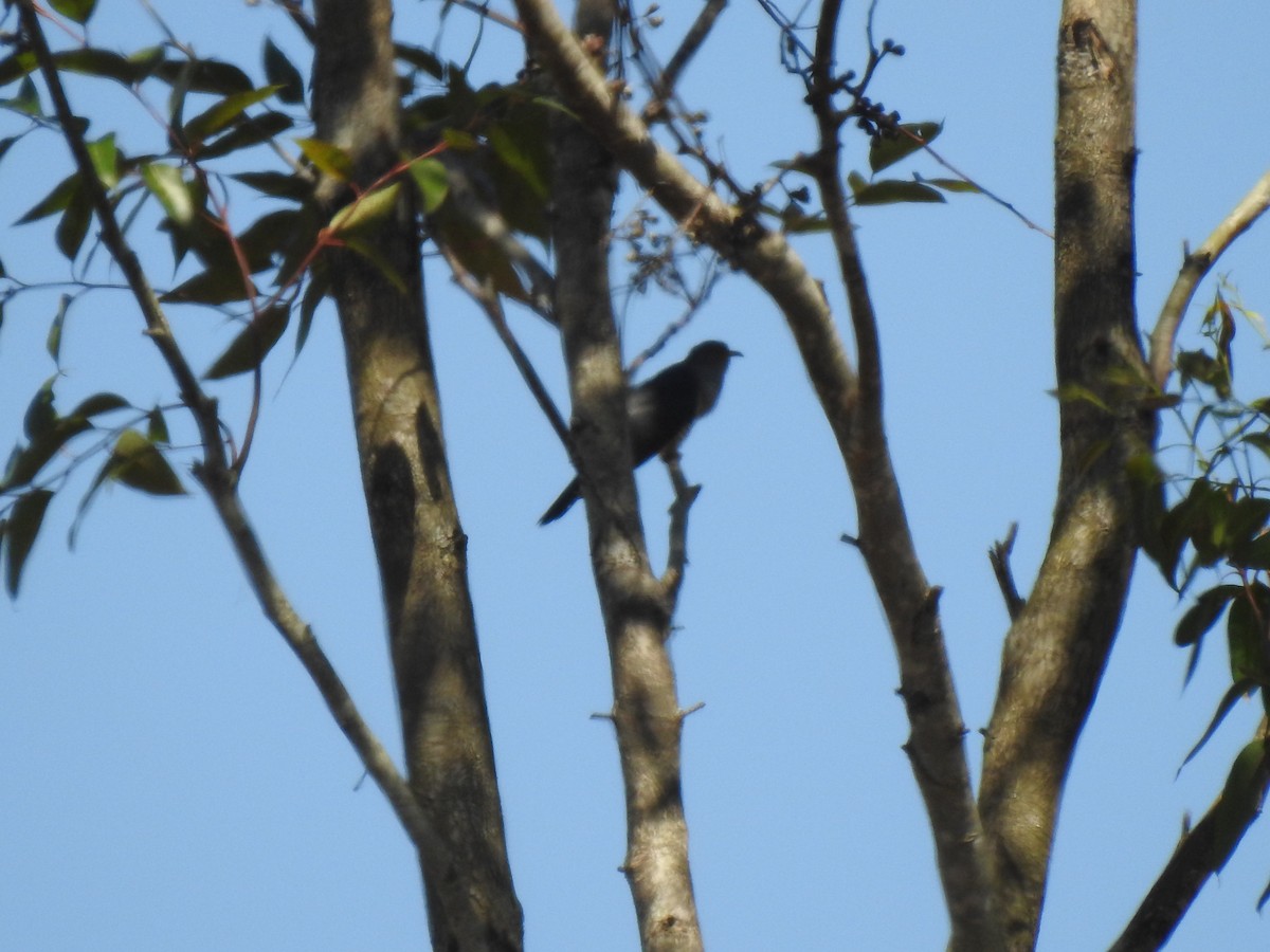 Coucou de Madagascar - ML639702932