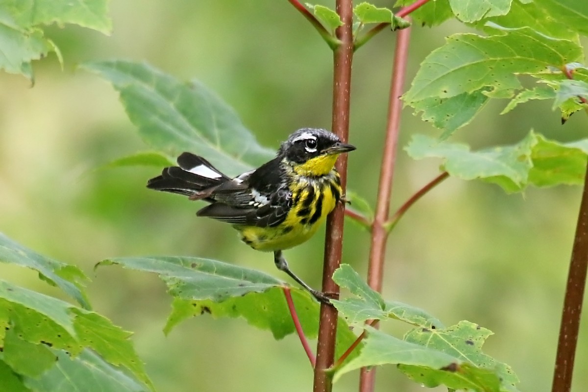 Magnolia Warbler - ML639702934