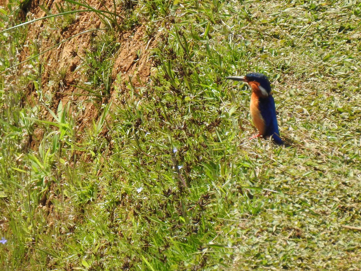 Malagasy Kingfisher - ML639702953