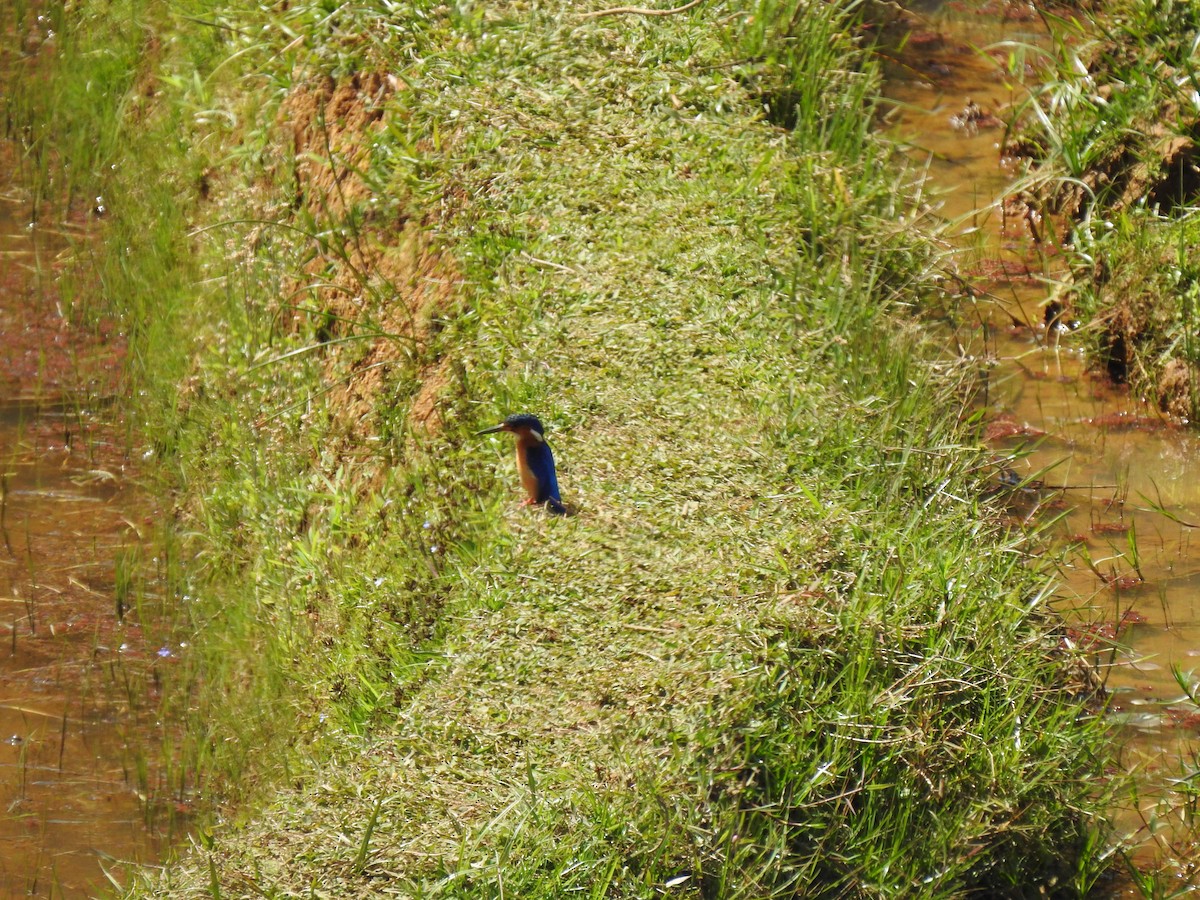 Malagasy Kingfisher - ML639702954
