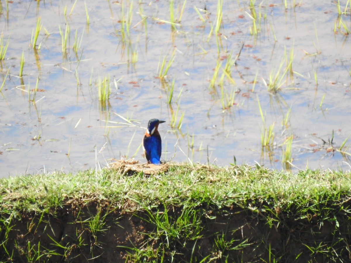 Malagasy Kingfisher - ML639702977