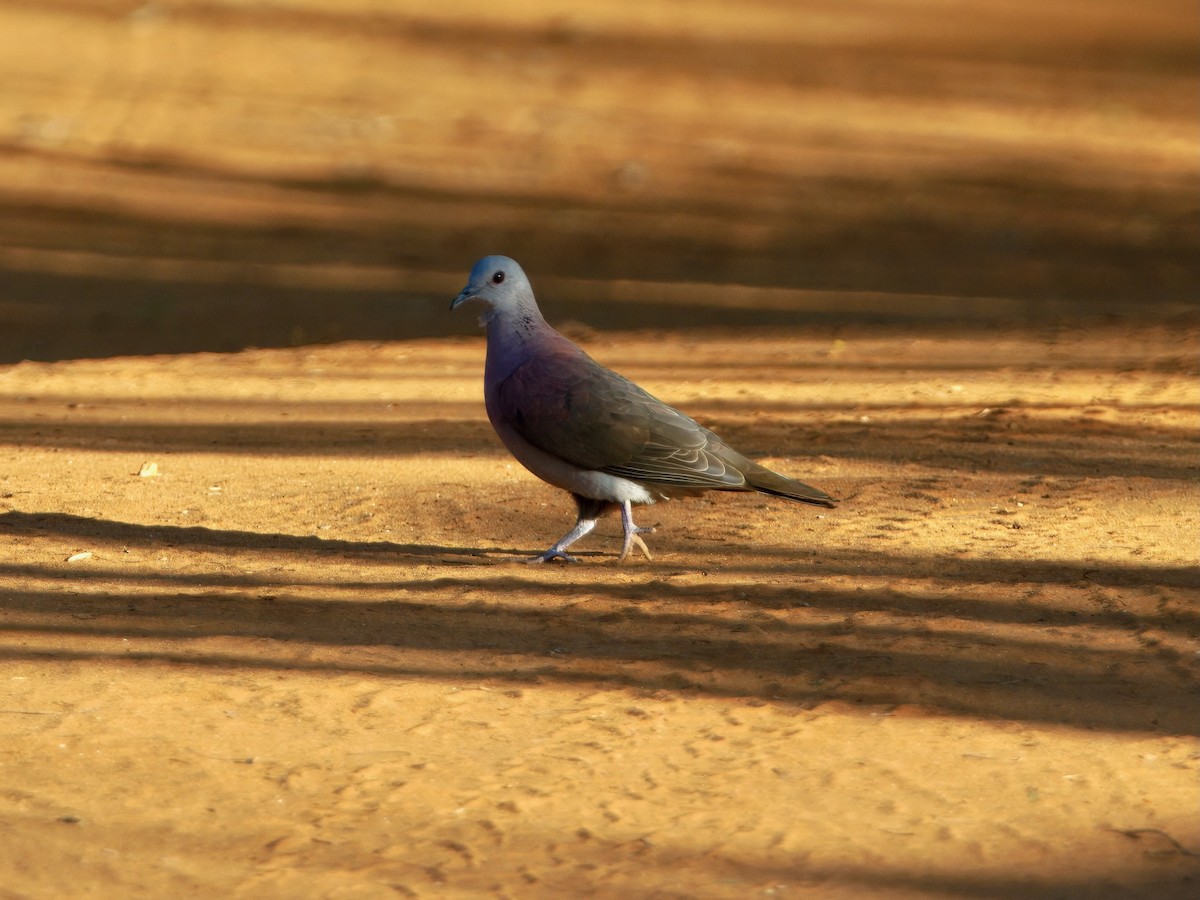 Malagasy Turtle-Dove - ML639702978