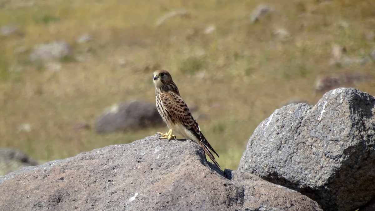 Eurasian Kestrel - ML639702988