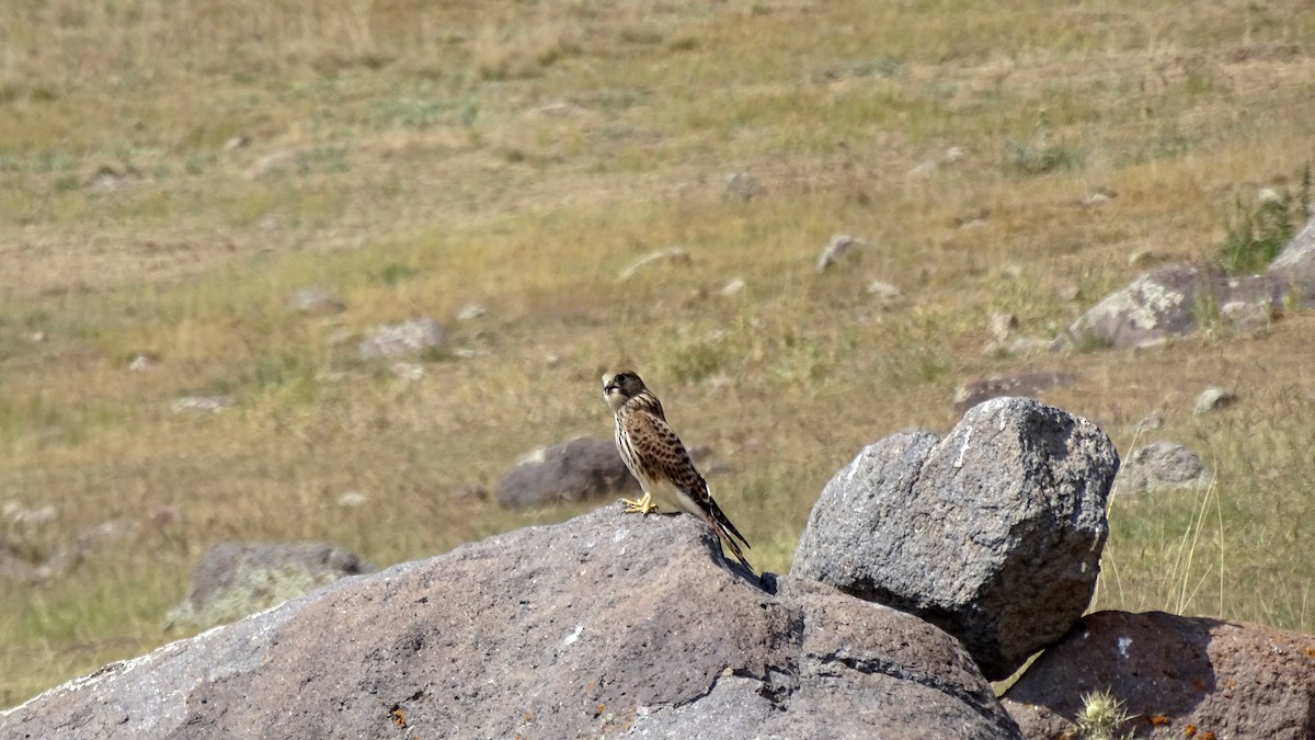 Eurasian Kestrel - ML639702989