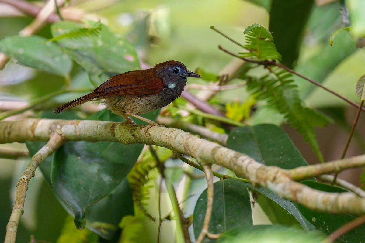 Chestnut-winged Babbler - ML639703021