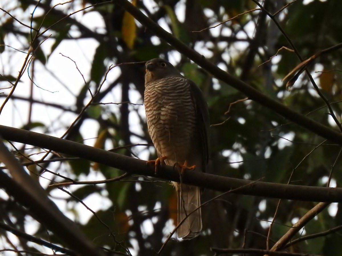 Frances's Sparrowhawk - ML639703036