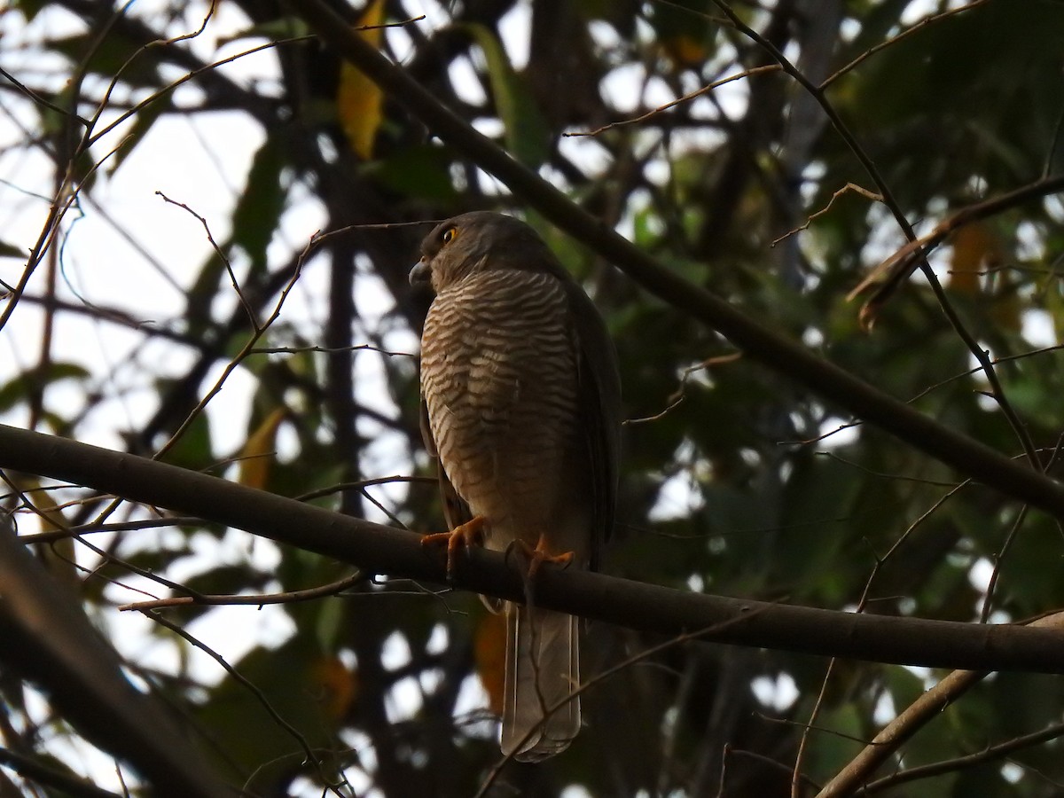 Frances's Sparrowhawk - ML639703037