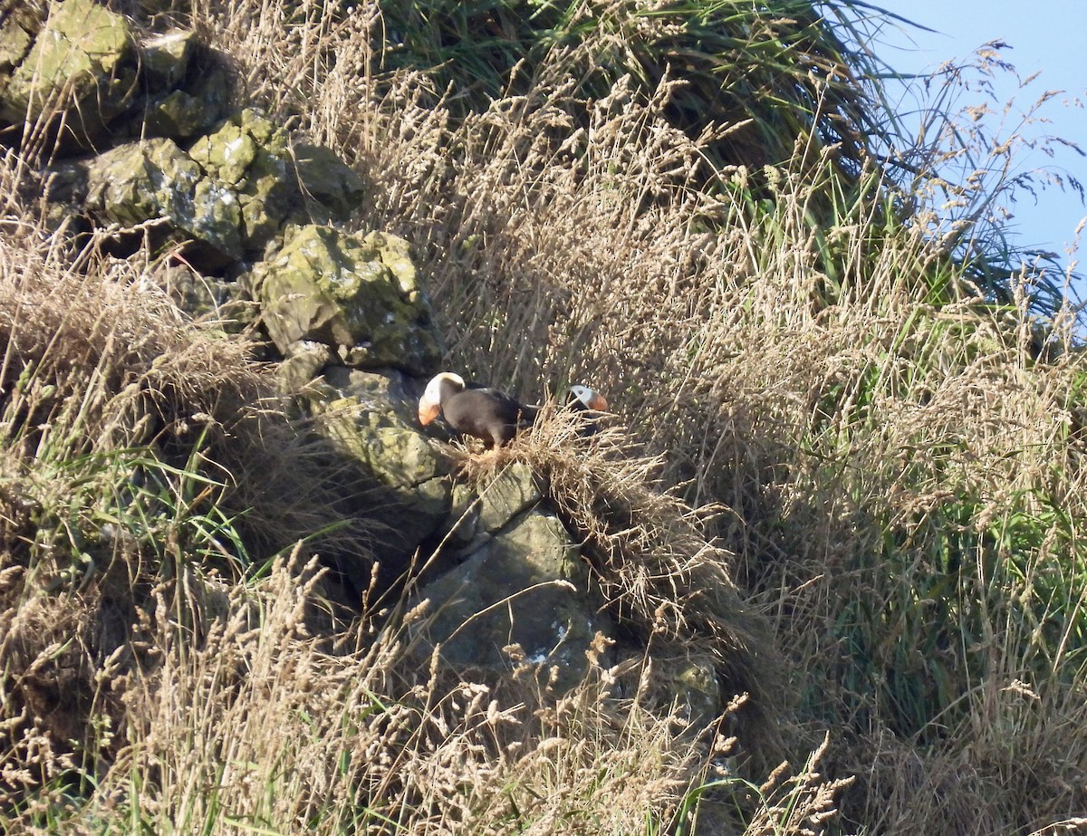 Tufted Puffin - ML639703040