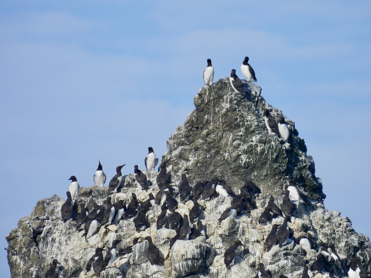 Common Murre - ML639703052