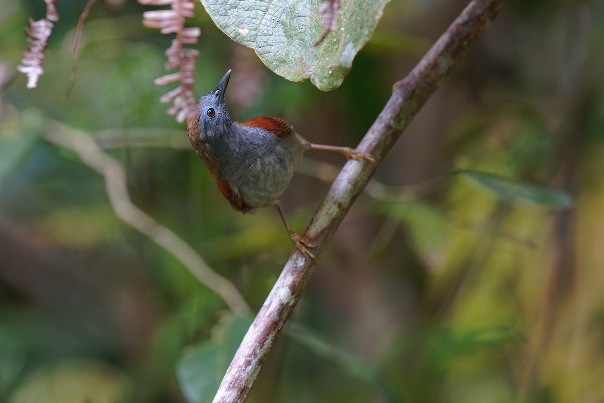 Chestnut-winged Babbler - ML639703078