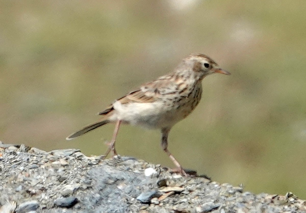 Water Pipit - ML639703084