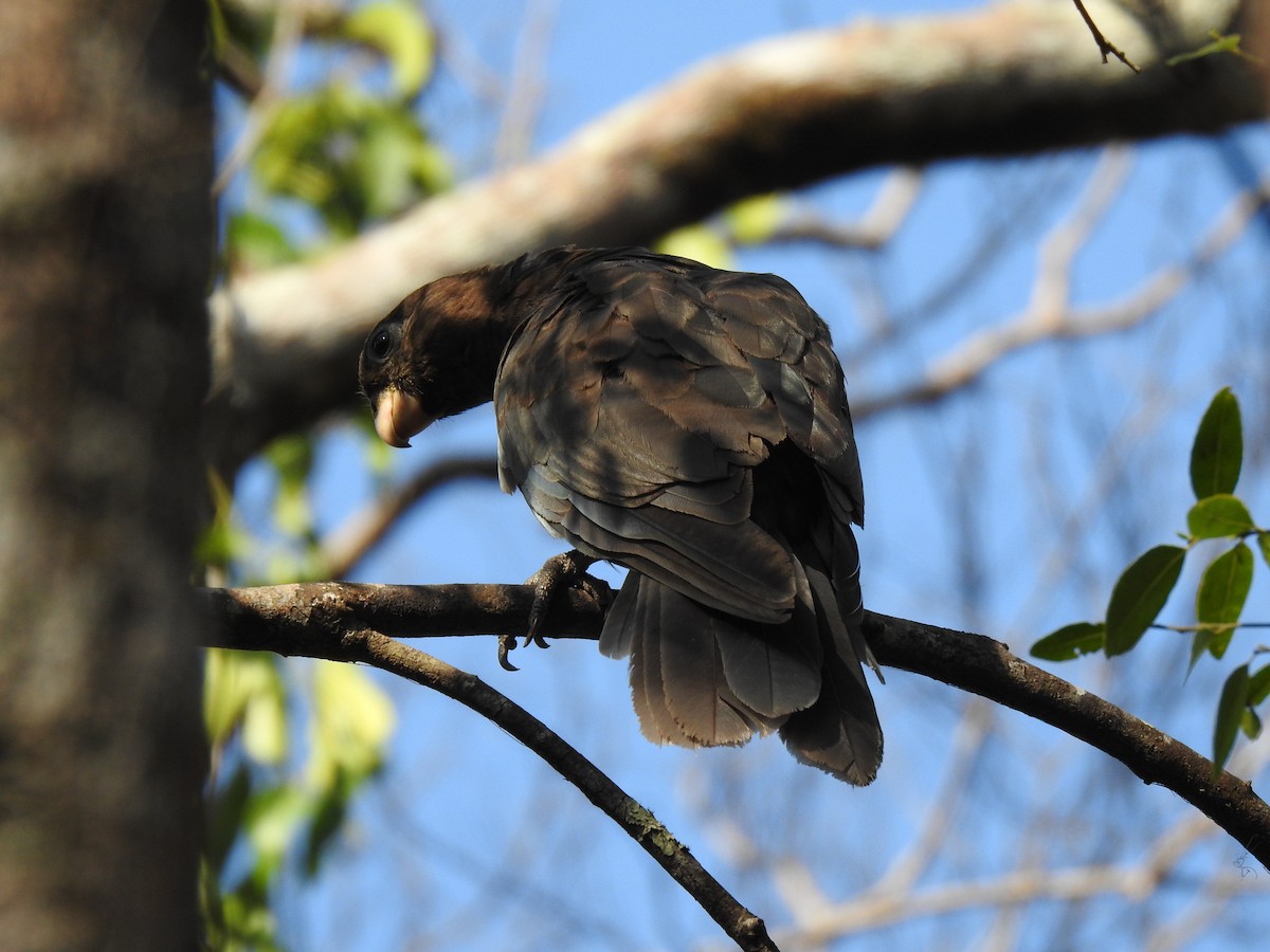 Lesser Vasa Parrot - ML639703092