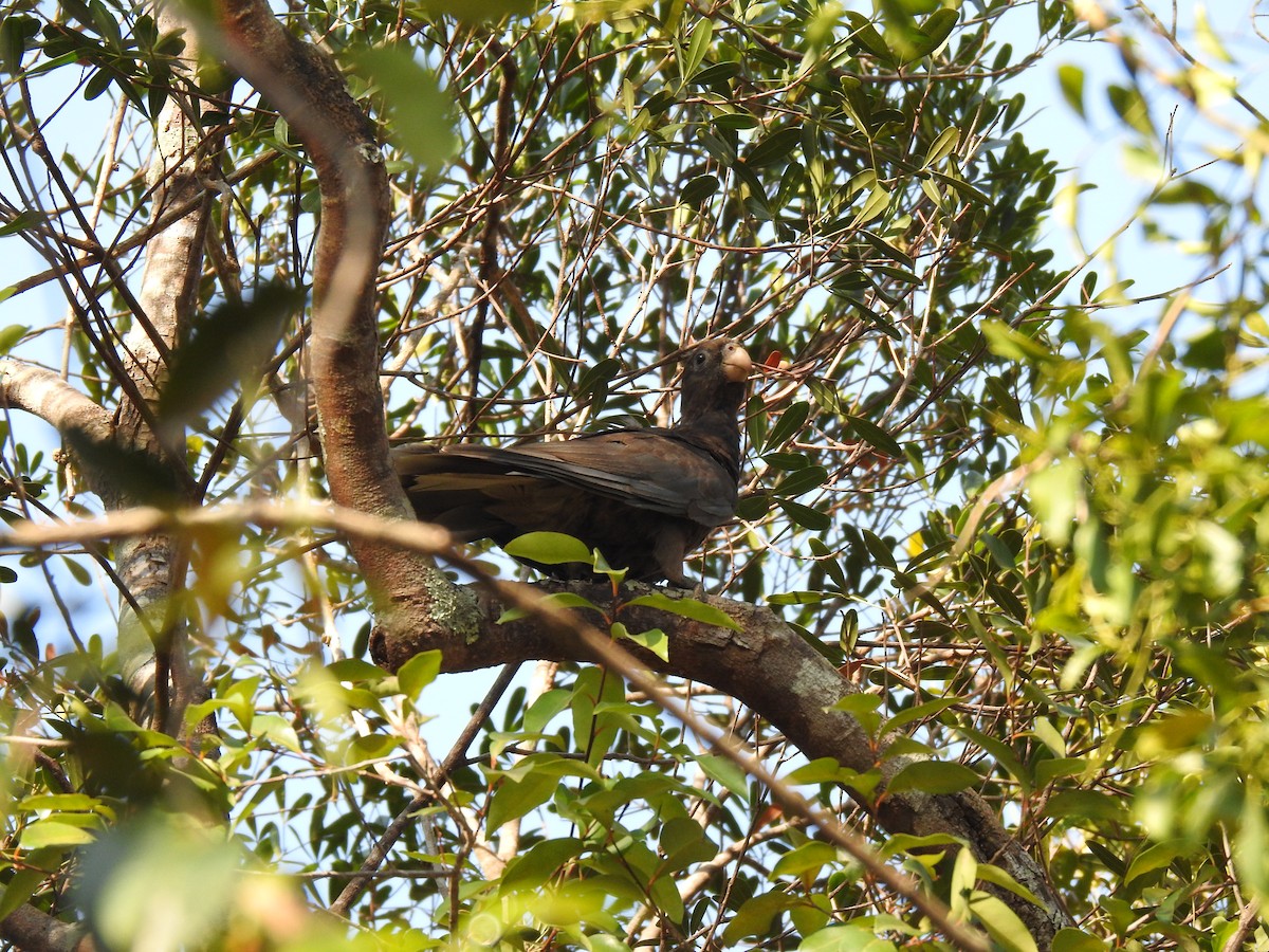 Lesser Vasa Parrot - ML639703093