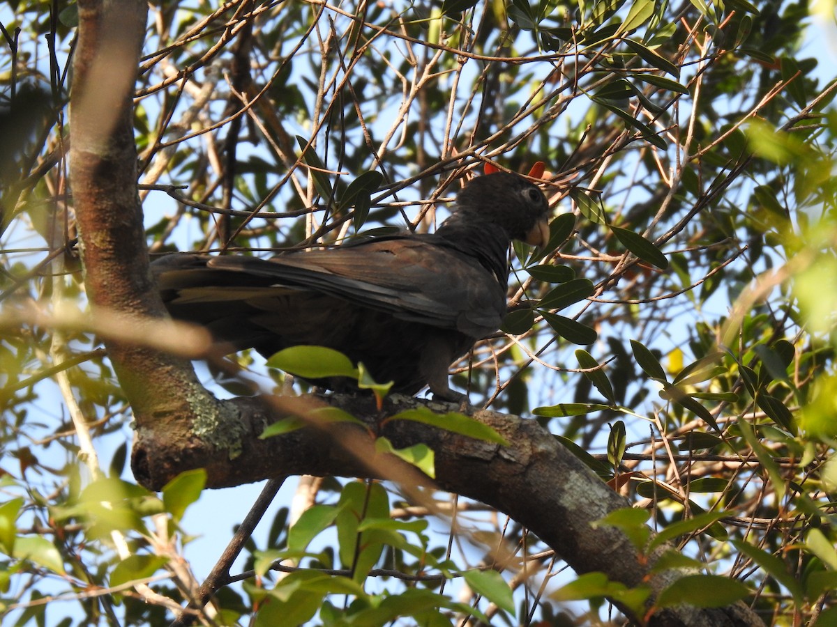Lesser Vasa Parrot - ML639703094