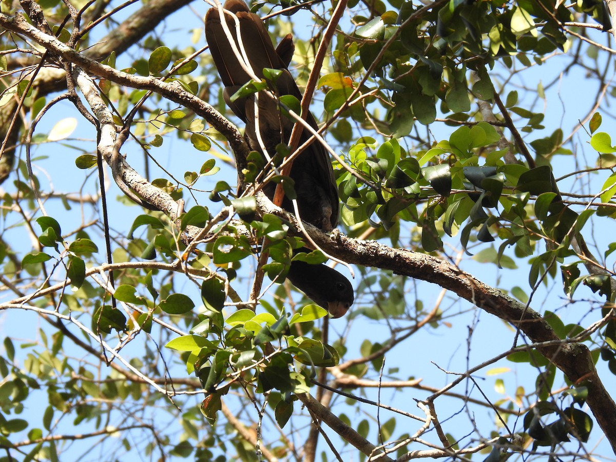 Lesser Vasa Parrot - ML639703095