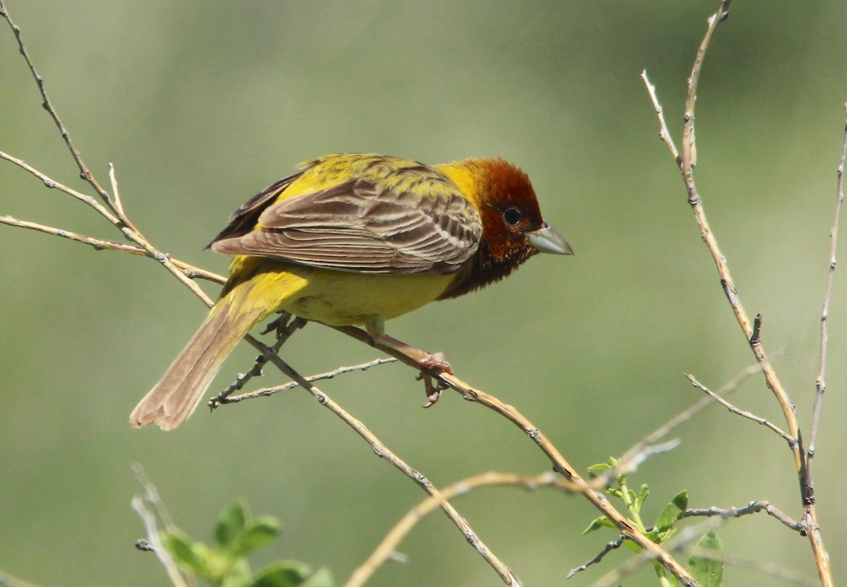 Bruant à tête rousse - ML63970311