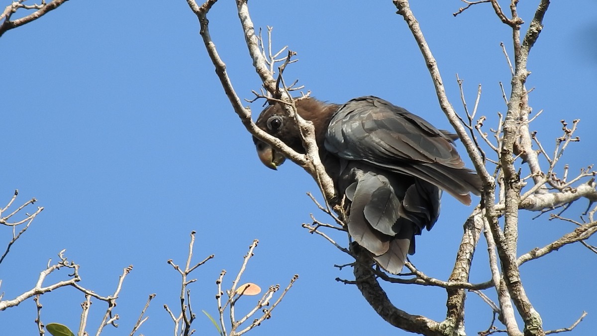 Greater Vasa Parrot - ML639703111