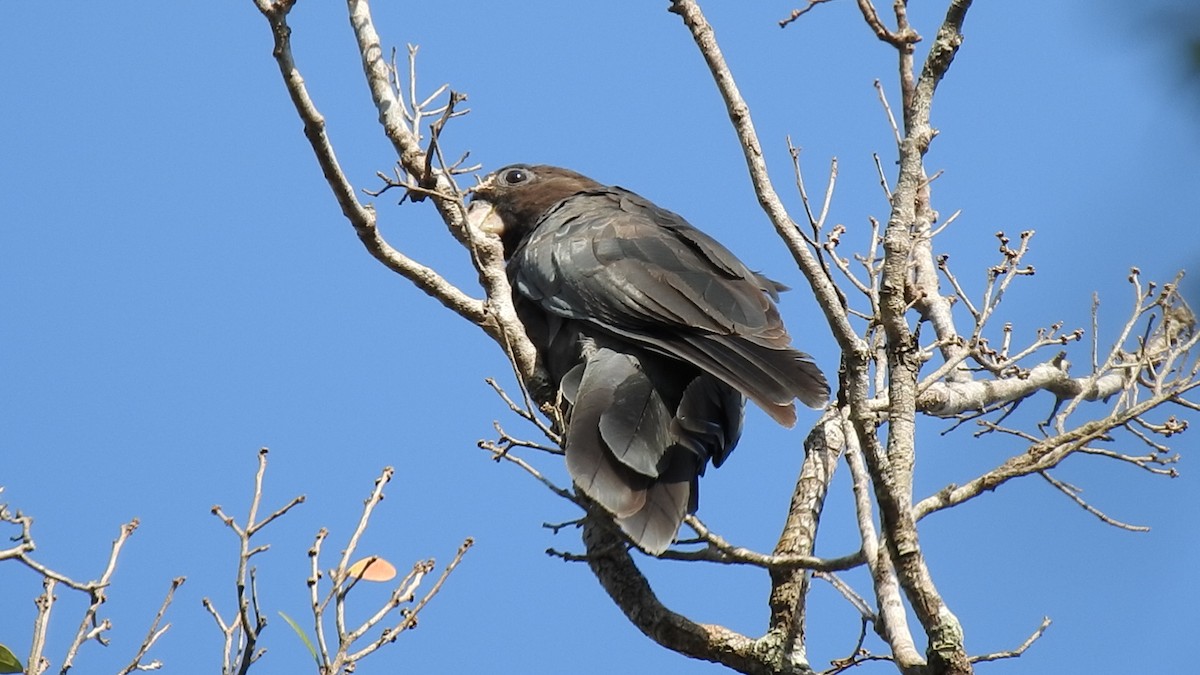 Greater Vasa Parrot - ML639703112